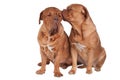 Two friend dogs Royalty Free Stock Photo