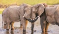 Two friendly African elephants in Botswana. Royalty Free Stock Photo
