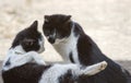 Two friendly cats kissing