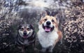 two dogs they sit in the may garden among flowering shrubs and smile sweetly Royalty Free Stock Photo