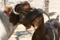 Two friendly goats Royalty Free Stock Photo