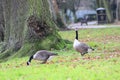 A two goose walking in the park Royalty Free Stock Photo