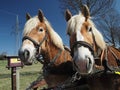 Two friendly Haflinger carriage horses with blue sky in the background Royalty Free Stock Photo