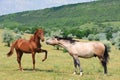 Two friendly horses