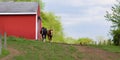 Two friendly horses approach from red barn outside during springtime