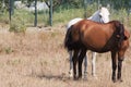 Two Friendly Horses Royalty Free Stock Photo