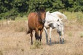 Two Friendly Horses