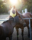 Two horses hugging over fence