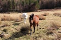 Two friendly horses Royalty Free Stock Photo