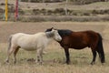 Two friendly horses