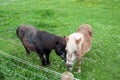 Two friendly horses in a springtime meadow. Royalty Free Stock Photo