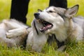 Two friendly husky dogs playing in green grass Royalty Free Stock Photo