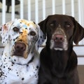 Two friendly-looking canine companions perched on a porch, AI-generated.