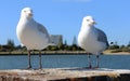 Two friendly white seagulls standing on a brick pillar by the estuary