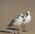 Two friendly white seagulls standing on a sandy beach .