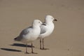 Two friendly white seagulls standing on a sandy beach .