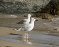 Two friendly white seagulls standing on a wet sandy beach .