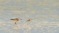 Two friends on an african marsh Royalty Free Stock Photo