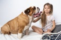 A young girl is sitting on the bed with her dog and is gently stroking him. Child and dog. The English Bulldog is a Royalty Free Stock Photo