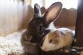 Two friends: a guinea pig and a rabbit lie side by side in the house Royalty Free Stock Photo