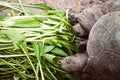 Two friends tortoise eating, close-up Royalty Free Stock Photo