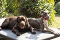 two friends Whippet and Labrador in the garden Royalty Free Stock Photo