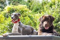 two friends Whippet and Labrador in the garden Royalty Free Stock Photo