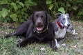 two friends Whippet and Labrador in the garden Royalty Free Stock Photo