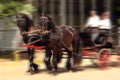 Two friesian horses