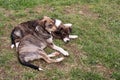 Two frightened lonely puppies are resting on the grass. Homeless street animals