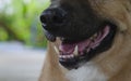 Two frighteningly long fangs teeth in opened mouth of a dog Royalty Free Stock Photo