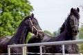 Two Frisian horses