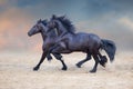 Two frisian horses Royalty Free Stock Photo