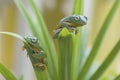 Two frog stay on leaf Royalty Free Stock Photo