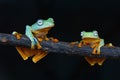 Two frog wallace stay on tree Royalty Free Stock Photo