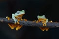Two frog wallace stay on tree Royalty Free Stock Photo