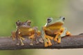 Two frogs on branch Royalty Free Stock Photo