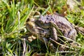 Two frogs Royalty Free Stock Photo