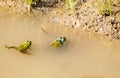 Two frogs copulate in a pond. third is watching them Royalty Free Stock Photo