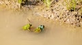 Two frogs copulate in a pond. third is watching them Royalty Free Stock Photo