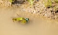 Two frogs copulate in a pond. third is watching them Royalty Free Stock Photo