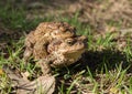 Two frogs - european toad (couple) Royalty Free Stock Photo