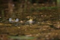 Two frogs fighting in a pond Royalty Free Stock Photo