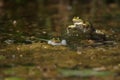 Two frogs fighting in a pond Royalty Free Stock Photo