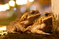 Two frogs having an intense and secret relationship Royalty Free Stock Photo