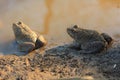 Two Frogs(Hoplobatrachus rugulosus) Royalty Free Stock Photo