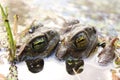 Two frogs hugging at a pond of fresh water in Costa Rica Royalty Free Stock Photo