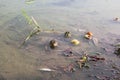 Two frogs in a lake. One frog is looking directly to the camera the other is facing back Royalty Free Stock Photo