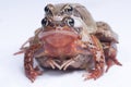 Two frogs mating Royalty Free Stock Photo