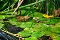 two frogs in the nature